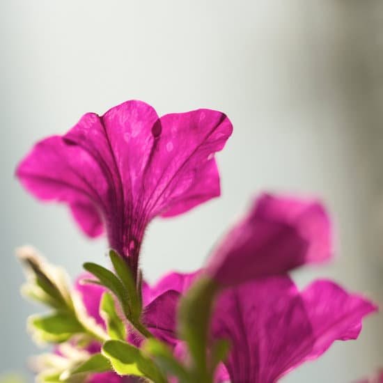 canva petunia flower MAC7 KveCH4