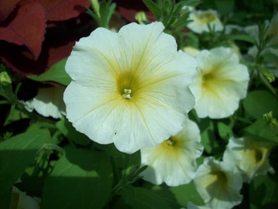 canva petunia flower MADAzIaNEtY