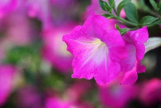 canva petunia flower MADCKFfiuRE