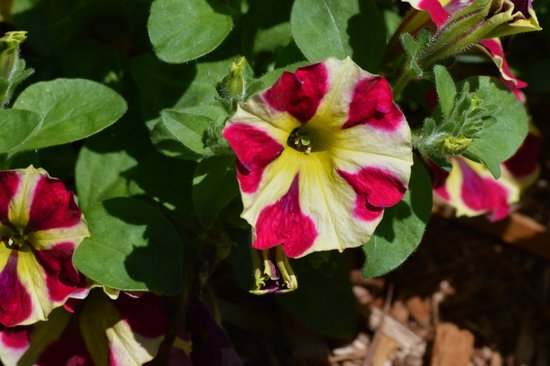 canva petunia flower MADGHUl8t0A