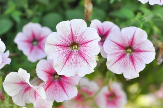 canva petunia hybrida or petunia flower MADWWGES Hc