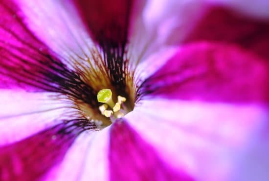 canva petunia stamen MADCDzilhb8