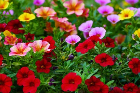 canva petunias MAEBHML30Aw