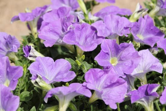 canva petunias MAEEt5K2coU