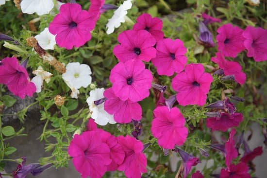 canva petunias