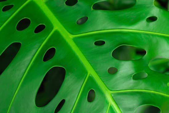 canva philodendron MAEIzQG2cFU