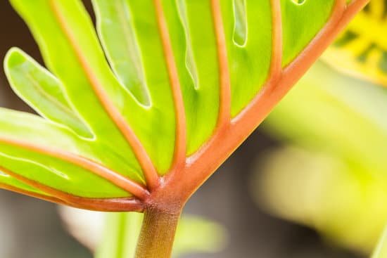 canva philodendron background MADAdbUpJyk