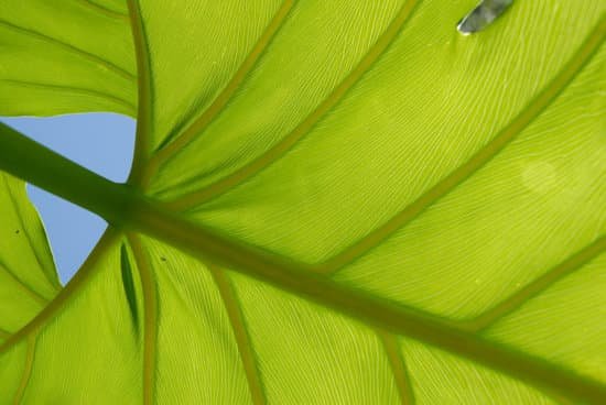 canva philodendron leaf MAC6cRVTSIA