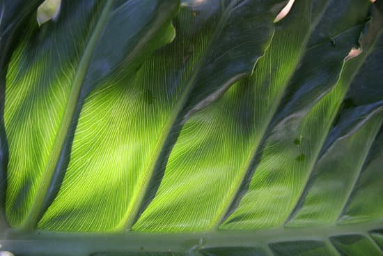 canva philodendron leaf backlit MAEEdG7Kaac