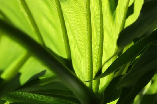 canva philodendron leaves MAEEIzhyl3Y