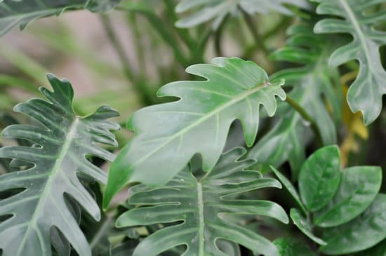 canva philodendron xanaduphilodendron xanadu croat or mayo and j boos