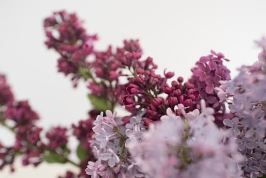 canva photo of flowers with different shades of violet MAECoLLM5g8