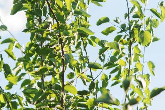 canva photo of oak leaves MAC jApPKnc