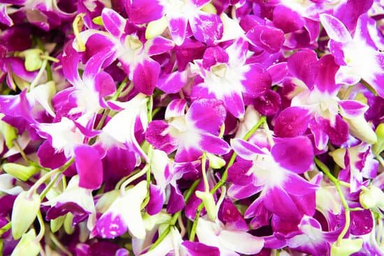 canva pile of fresh orchids MAEFyuuTGYE