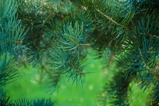 canva pine tree MAA 6rKjBvc