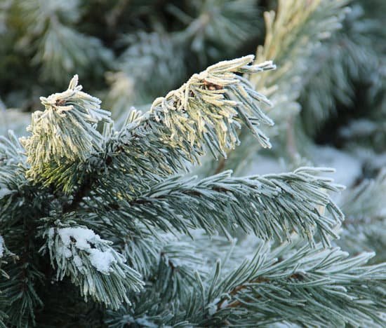 canva pine tree MABFJ5tR1F8