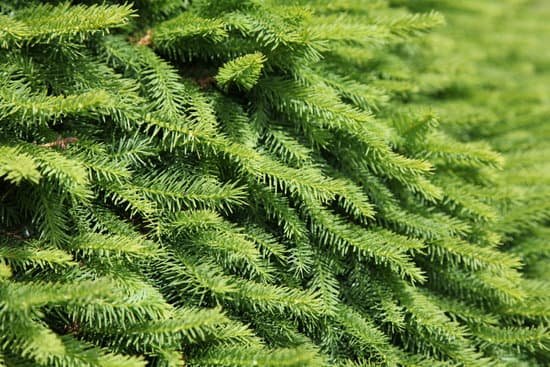 canva pine tree MAC509qafks