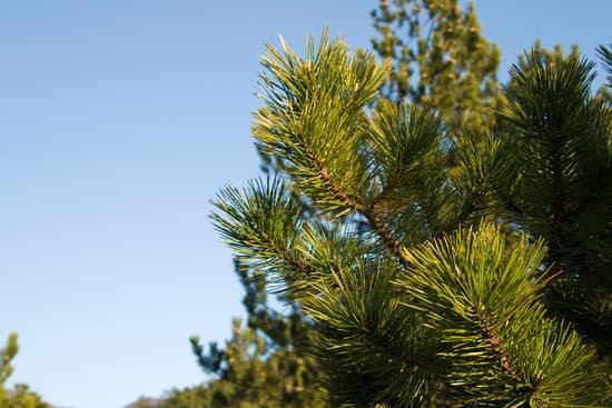 canva pine tree MAC55NVktnQ