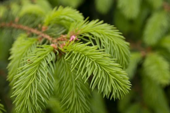 canva pine tree MAC5t6giCuM