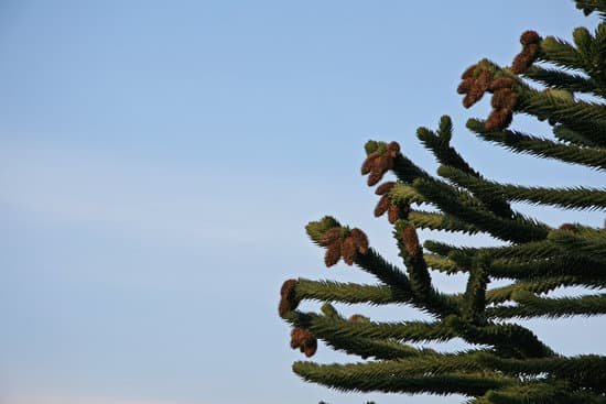 canva pine tree