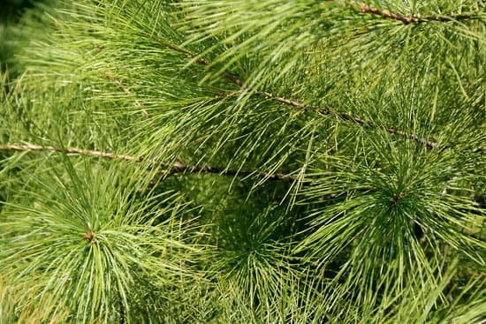 canva pine tree