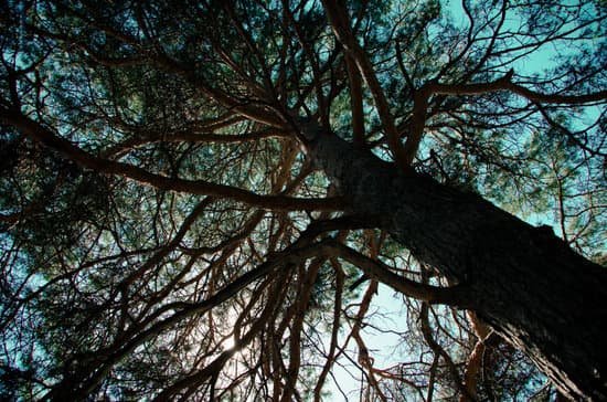canva pine tree MAD3tvQILlI