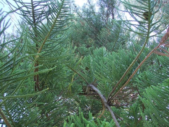 canva pine tree MADA vy7y9Y