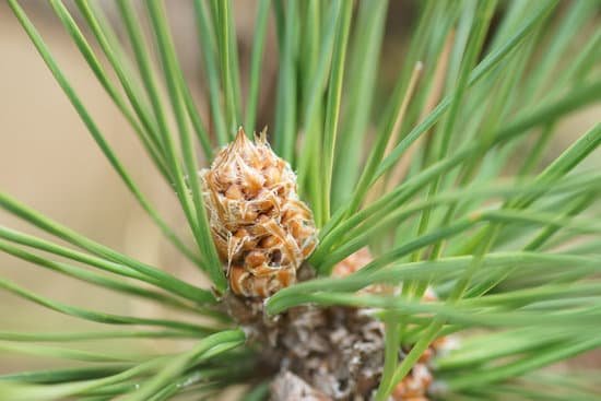 canva pine tree MADAI whXQM