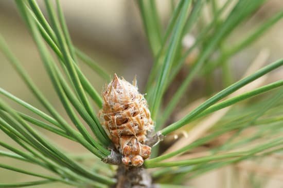 canva pine tree MADAIysuIkw