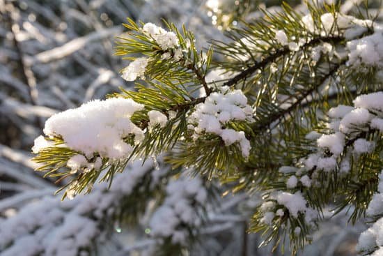canva pine tree MADAKAcHWs4