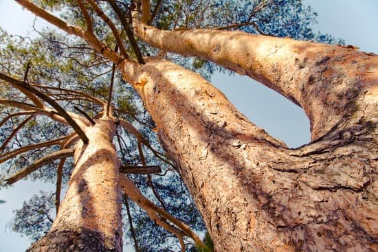 canva pine tree MADAYoJzGyE