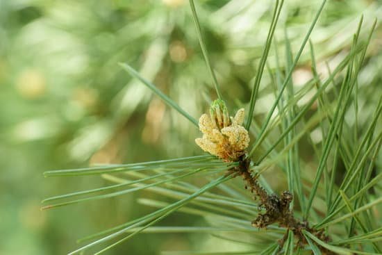 canva pine tree MADAzZ66r A