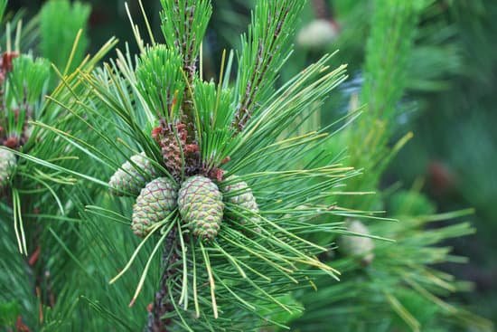 canva pine tree MADCMaEaMZA