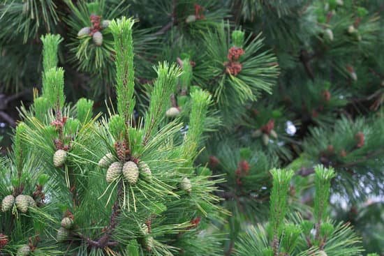 canva pine tree MADCMc3Dd38