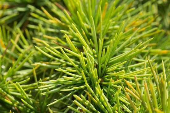 canva pine tree MADCR UceV8