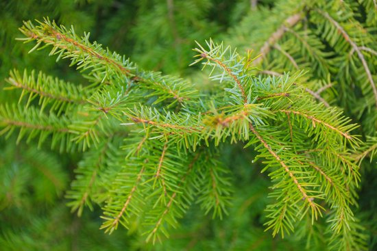 canva pine tree MADFc2FPea8