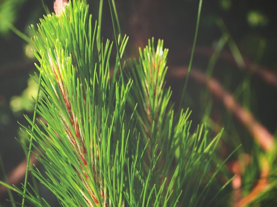 canva pine tree MADFpQEUOFI