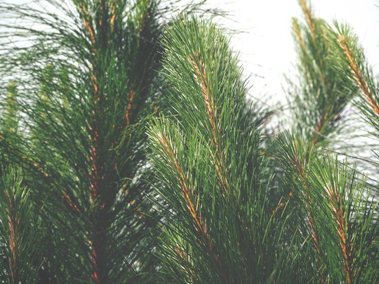 canva pine tree MADFphJbecg