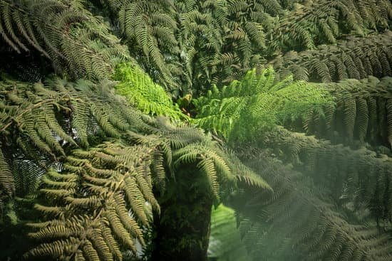 canva pine tree MADmqkB2fk4