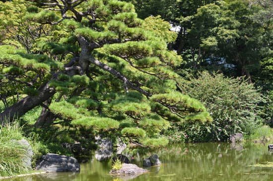 canva pine tree MADtZ1C 0AU