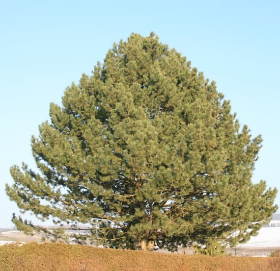canva pine tree MAEEJFNk6L0