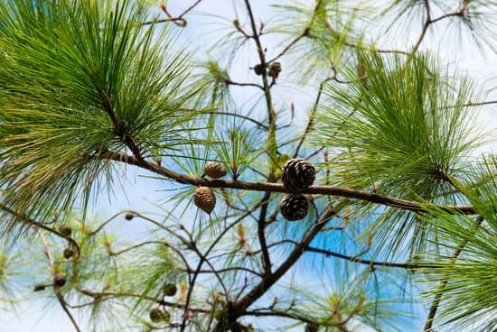 canva pine tree MAEEpP1XgM8
