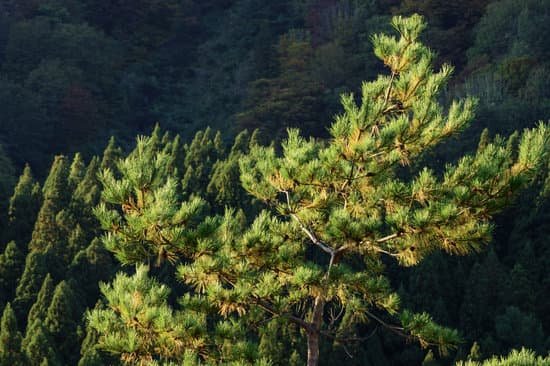 canva pine tree MAEGP5oIcig
