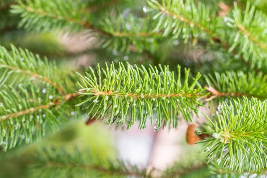 canva pine tree branch closeup MAEPYS5wjRQ