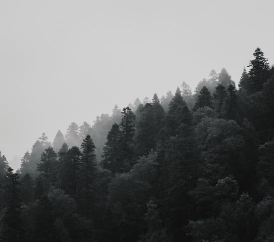 canva pine tree forest MAEbcF9hlVc