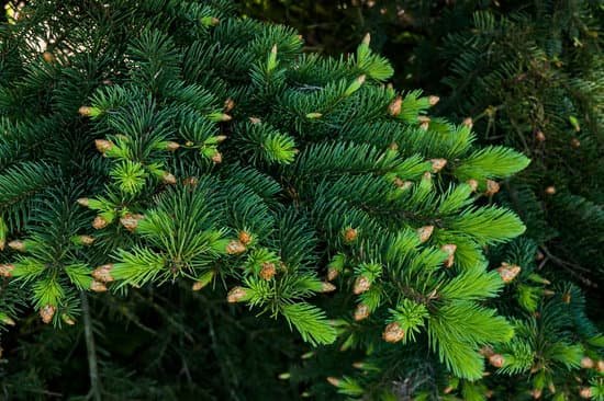 canva pine tree leaves MACyKtg8qyU