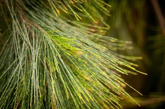 canva pine tree needles MABG7YWyjBw