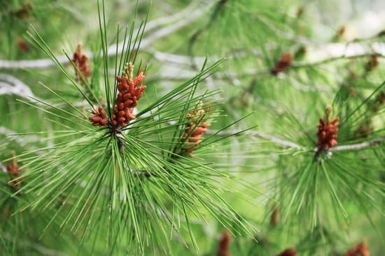 canva pine tree with small pine cones MAD McLaAb4
