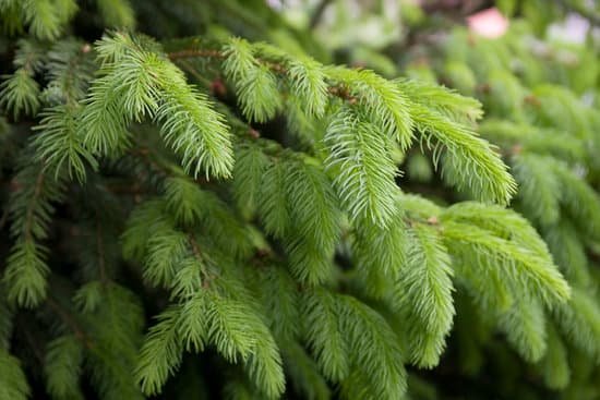 canva pine tree. MAC5t7dL1RI