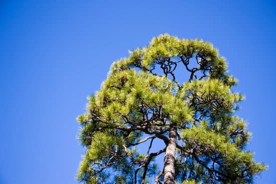 canva pine trees MAC JWQdme8